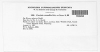 Puccinia recondita image